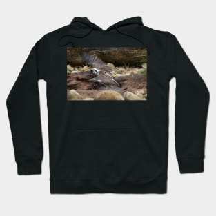 Bird's Eye Hoodie